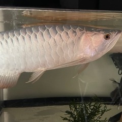 アロワナ友達