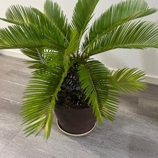 多年生の木