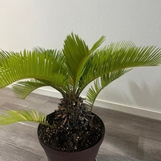多年生の木