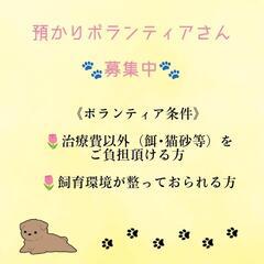 保護猫預かりさん募集中☺︎