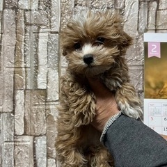 ニューフェース入店致しました。 - 地元のお店