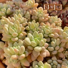 多肉植物  エケベリア