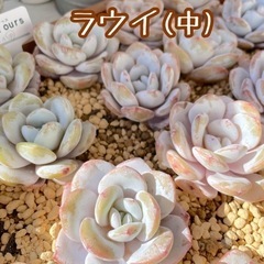 多肉植物  エケベリア  韓国苗