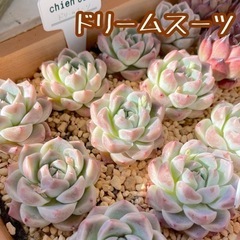 多肉植物  韓国苗