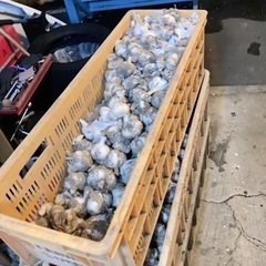 にんにく余ってるので欲しい方至急お願いします