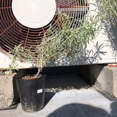 カレープラント・イモーテル苗