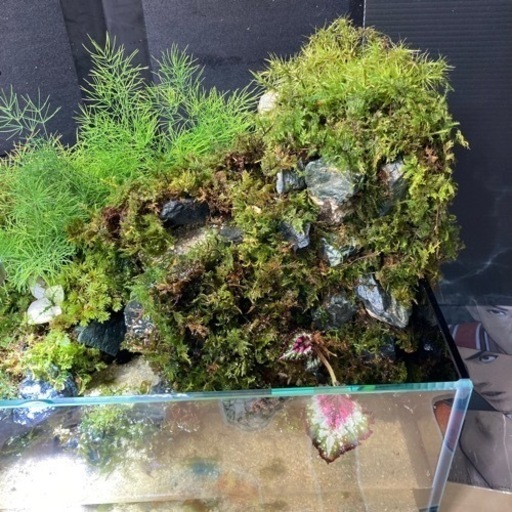 ☆杜のメダカ☆★小川が流れるアクアテラリウム完全品★メダカ・熱帯魚飼育に★ライト付き 