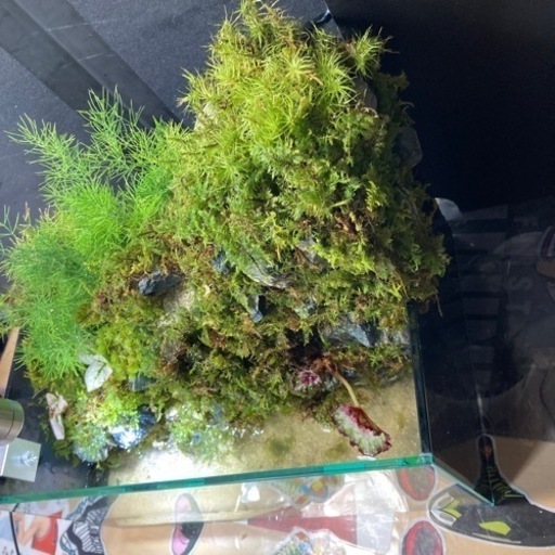 ☆杜のメダカ☆★小川が流れるアクアテラリウム完全品★メダカ・熱帯魚飼育に★ライト付き 