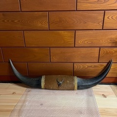 バッハァロー　角　飾り　中古