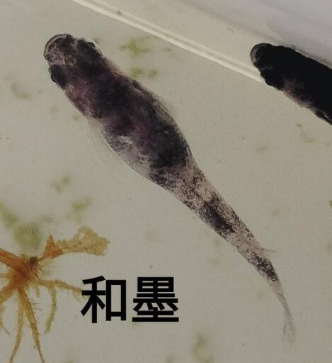 和墨 紅薊 メダカ 各卵15個＋α