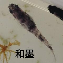 和墨 紅薊 メダカ 各卵15個＋α