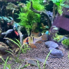 ドイツラム　ラミレジィ　熱帯魚