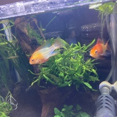 ジャパンレッドラミレジィ　熱帯魚