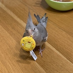 迷子のオカメインコ
