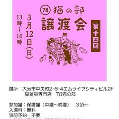 保護猫譲渡会🐱78猫の部🐱
