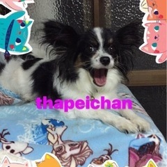 チャッピーちゃんの募集中　090-1026-7621  2024...