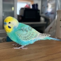 ブルーで頭が黄色のセキセイインコを探しています