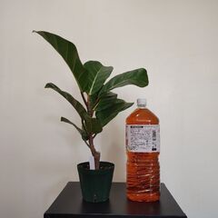 🌿希少　観葉植物 　アフリカンプリンス ①
