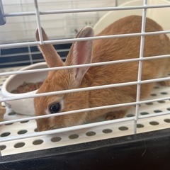 【里親さん決まりました】うさぎの里親さん募集　メメちゃん　性別不明　生後6ヶ月　 - その他