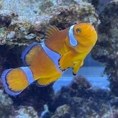 海水魚を飼っていただける方