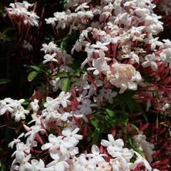 羽衣ジャスミン　苗　うすピンクの花　良香の画像