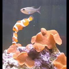 海水水槽60cm生体付きフル1式