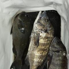 磯釣り仲間 - メンバー募集