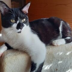 素敵な模様のコテツくん