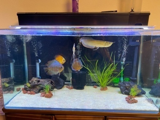 90センチ曲げ水槽、濾過装置、ライト