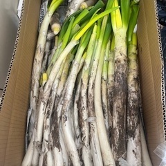 ①長ネギにんじん合計2kgまで　今日の23時まで