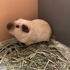 最期まで大切に育ててくれる方を探しています