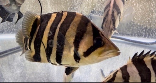 ダトニオ　25センチ　左目難あり