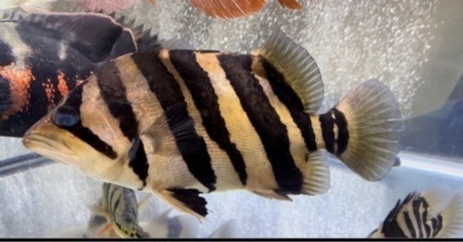 ダトニオ　25センチ　左目難あり