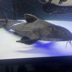 オキシドラス