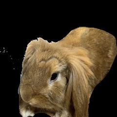 爬虫類・齧歯類ブリーダー - その他