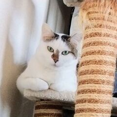 急募。高齢者応募可　白キジの成猫の女の子