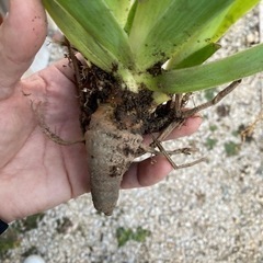 アヤメ　透き通る白色　球根　の画像