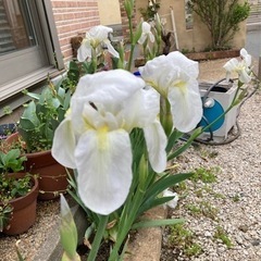 アヤメ　透き通る白色　球根　の画像