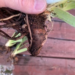 アヤメ　透き通る白色　球根　の画像