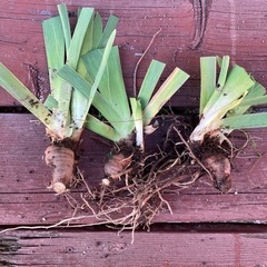 アヤメ　透き通る白色　球根　の画像