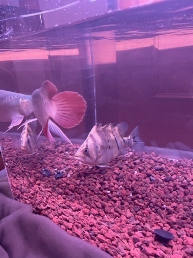 ダトニオスマトラ15センチセミショート