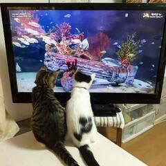 里親募集いたします。