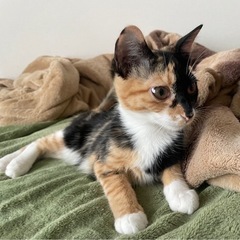 おてて大好きちゃむちゃん✨ - 猫