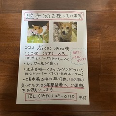 迷子の犬を探しています