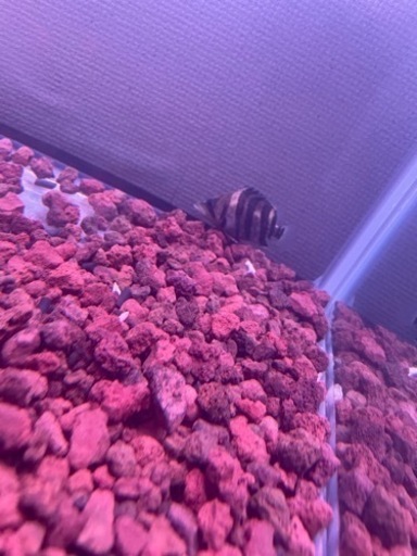 ダトニオスマトラ