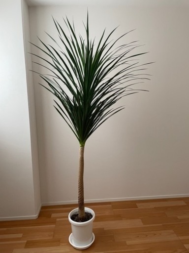 観葉植物　カンボジアーナ