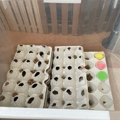デュビア成虫オス、メス+ベビー