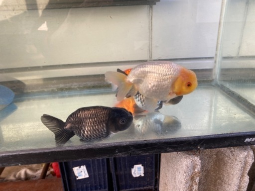 金魚大安売りセール