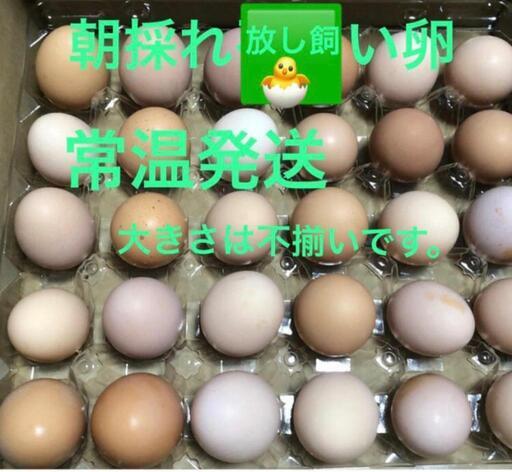 平飼い卵20個