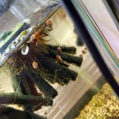 レッドラムズホーン⑦